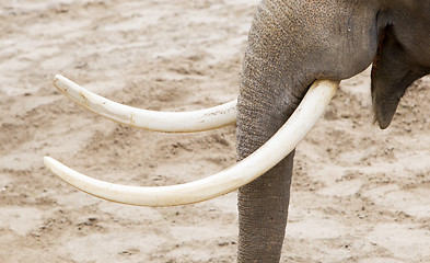 Image showing Asian elephant (Elephas maximus) tusks close-up