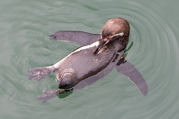 Image showing Humboldt penguin