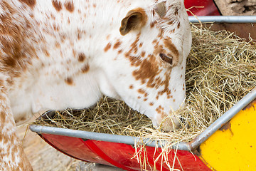 Image showing Close up of cow eating hay