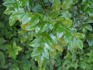 Image showing Christmas Holly plant