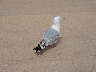 Image showing Seagull bird animal