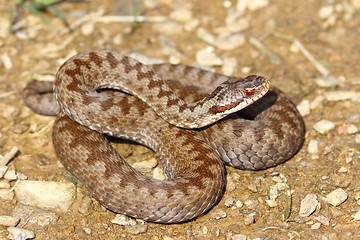 Image showing colorful female crossed viper