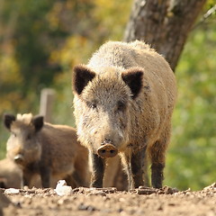 Image showing curious huge wild boar looking at the photographer