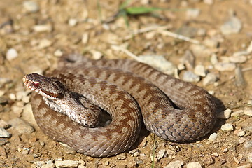 Image showing female common crossed adder on ground