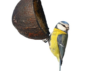 Image showing isolated blue tit on garden feeder