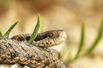 Image showing  the meadow viper