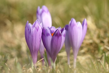 Image showing spring crocuses on mountain meadow