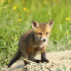 Image showing small european fox