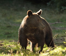Image showing european wild brown bear photographed in a clearing