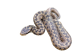 Image showing isolated meadow viper