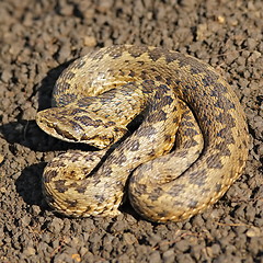 Image showing female vipera ursinii on the ground