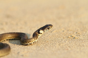 Image showing grass snake on sandy beach