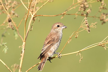 Image showing red-backed shrike, female