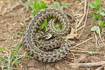 Image showing vipera ursinii rakosiensis on habitat