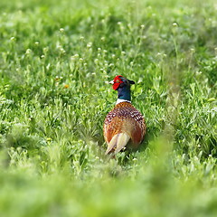 Image showing male common pheasant on green field