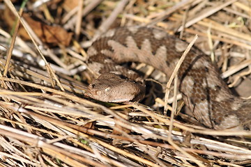 Image showing  big female nose horned viper, portrait in natural habitat