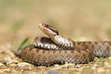 Image showing beautiful Vipera berus