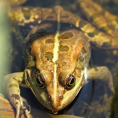 Image showing portrait of edible frog