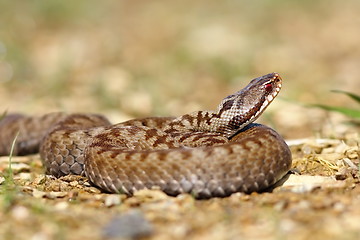 Image showing beautiful european venomous snake