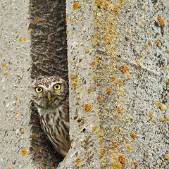 Image showing little owl hiding in cement pillar