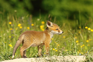 Image showing young red fox