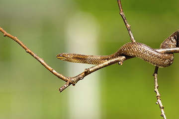 Image showing smooth snake on a twig