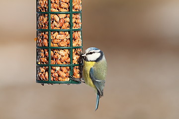 Image showing blue tit on bird feeder full of peanuts