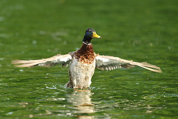 Image showing male mallard duck spreading wings