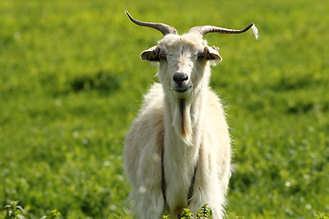 Image showing white male goat