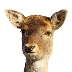 Image showing fallow deer hind portrait over white