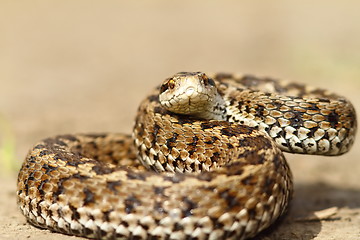 Image showing angry european meadow viper