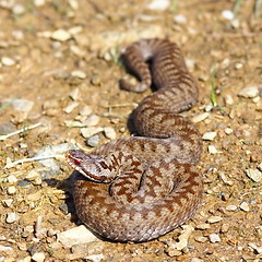 Image showing colorful female common european adder