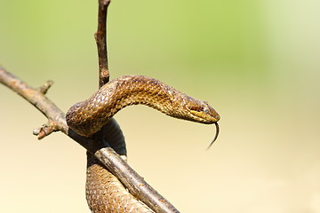 Image showing smooth snake in the tree