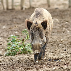 Image showing wild boar coming towards the camera