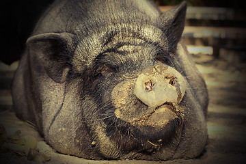 Image showing portrait of huge pig