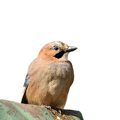 Image showing isolated eurasian jay