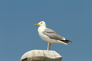 Image showing caspian gull resting