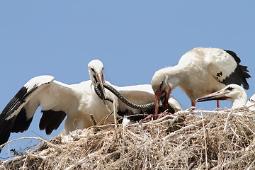 Image showing white stork feeding chicks at nest