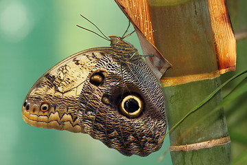 Image showing forest giant owl butterfly