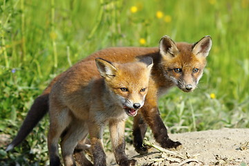 Image showing european red fox wild cubs