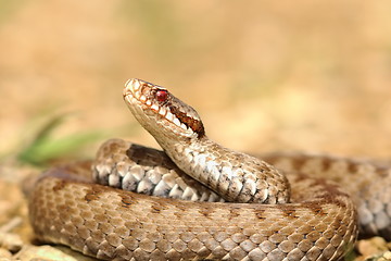 Image showing closeup of european crossed adder