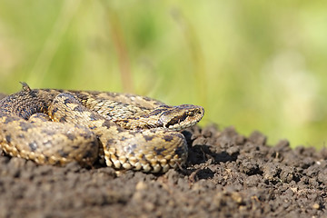 Image showing female meadow adder in situ