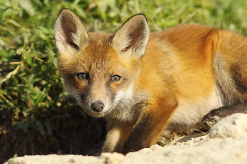 Image showing curious young fox looking at the camera