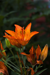 Image showing orange lily