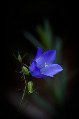 Image showing bluebell