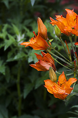 Image showing orange lilies
