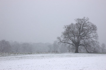 Image showing Winter