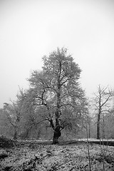 Image showing Winter tress