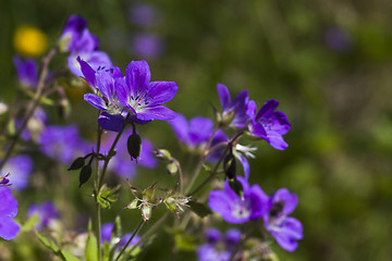 Image showing woodland geranium