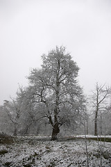 Image showing Winter tress